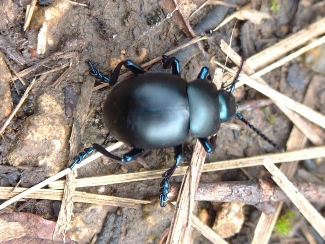 Timarcha nicaeensis